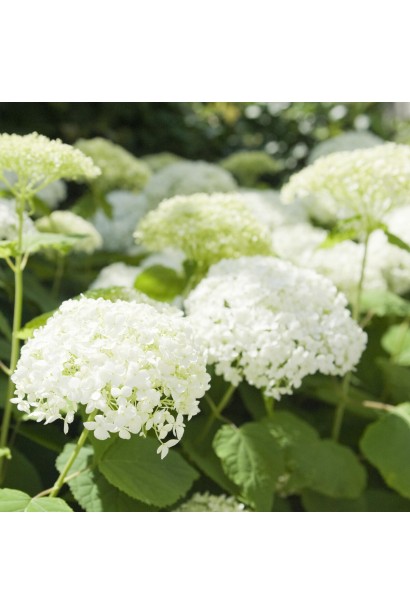 Гортензія Грандіфлора суцвіття